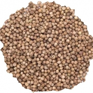 coriandre grains